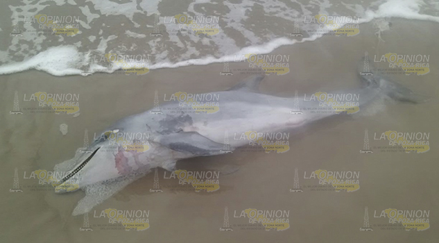 ¡Más delfines muertos!