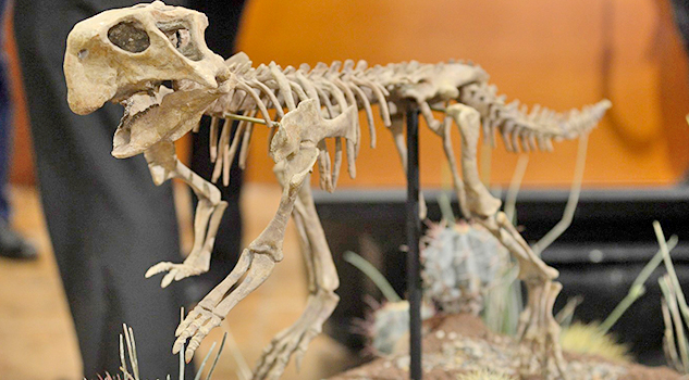 Este es el fósil completo de un Psittacosaurus y lo están exhibiendo en el Museo del Desierto, en Coahuila, México
