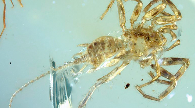 Hallan una araña con cola preservada en ámbar de hace 100 millones de años