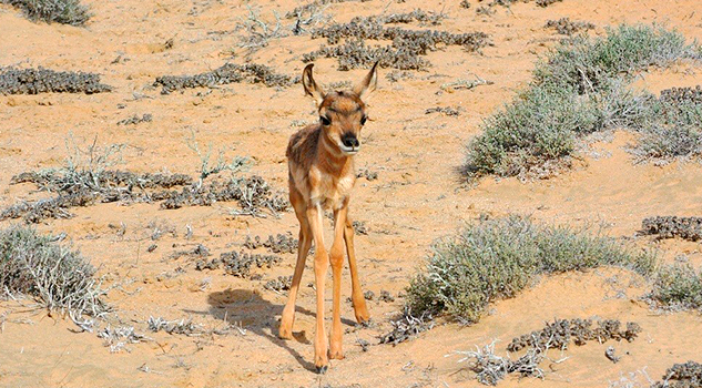 Han nacido 11 crías de berrendo en México, un antílope que está en peligro de extinción