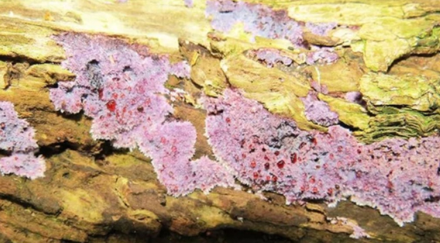 Identifican nueva especie de hongo mediante aplicación Naturalista