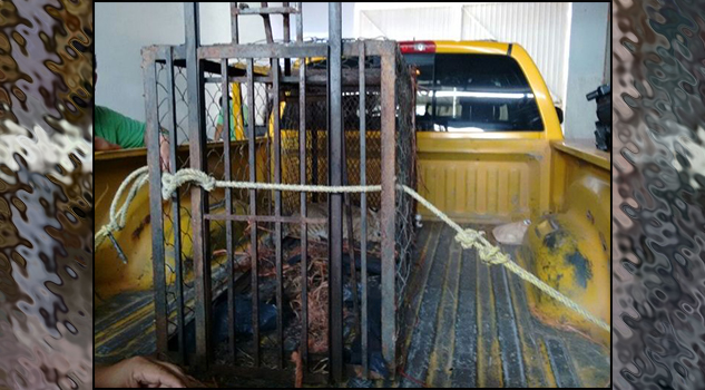 Profepa captura a lince en el puerto y lo libera en su hábitat
