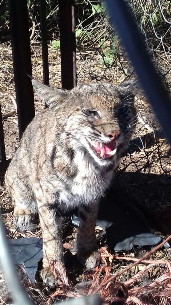 Profepa captura a lince en el puerto y lo libera en su hábitat