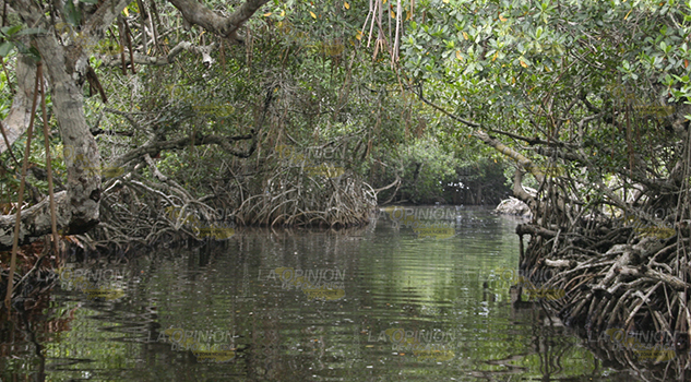 Reforestarán 5 km. de mangle