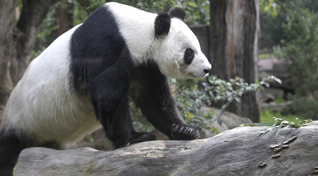 La CdMx es el hogar de Xin Xin y Shuan Shuan, los únicos pandas que no pertenecen a China