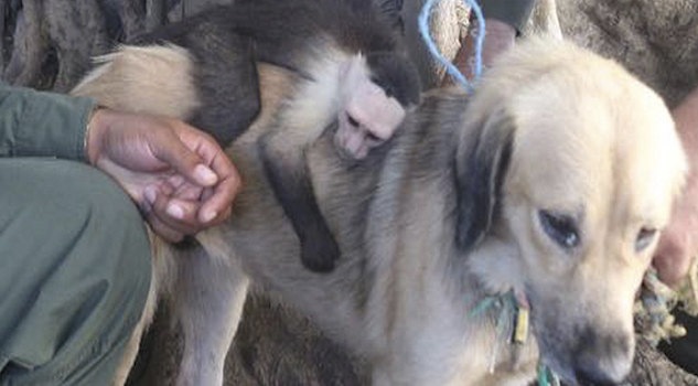 Video: Una perrita callejera adopta a un mono en Colombia y ambos se resisten a ser separados