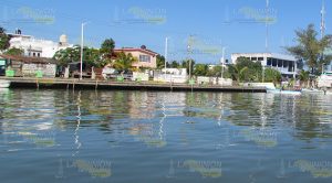 Aprueban sanidad de ostión de Tamiahua Aprueban Sanidad Ostión Tamiahua