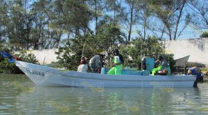 Aprueban sanidad de ostión de Tamiahua Aprueban Sanidad Ostión Tamiahua