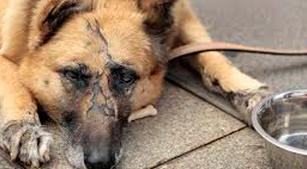 Asegura Ayuntamiento 22 perros en situación de maltrato en Veracruz Asegura Ayuntamiento Perros Situación Maltrato Veracruz