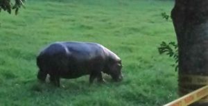 Capturan a Tayson, el hipopótamo; lo trasladan a Orizaba para su protección Capturan Tayson Hipopótamo Trasladan Orizaba Protección