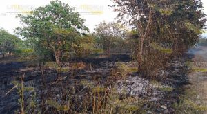 ¡Devasta fuego huerta citrícola! Devasta Fuergo Huerta Citrícola