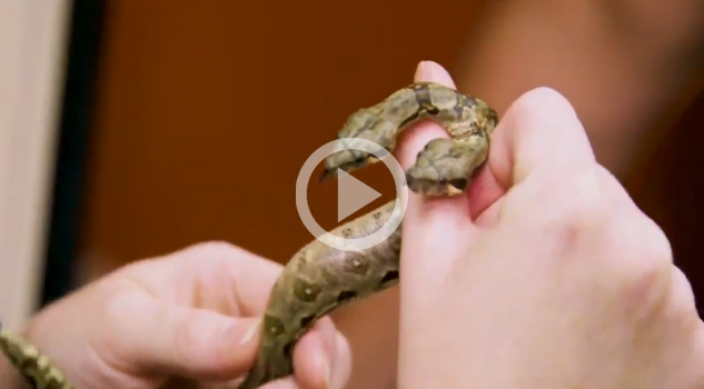 Criador descubre serpiente con dos cabezas y dos corazones en Florida