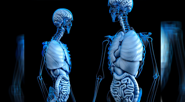 ¿Qué es el intersticio? El órgano humano que la ciencia acaba de descubrir Intersticio Órgano Humano Ciencia Acaba Descubrir