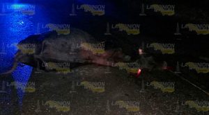 Motociclista choca contra una res Motociclista Choca Res