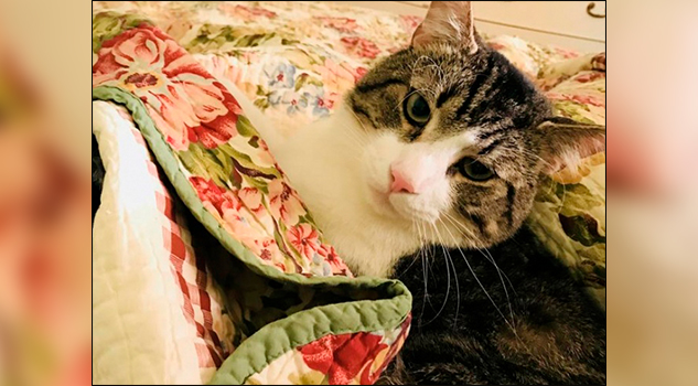Mujer gasta más de 19 mil dólares en un trasplante de riñón… ¡para su gato!