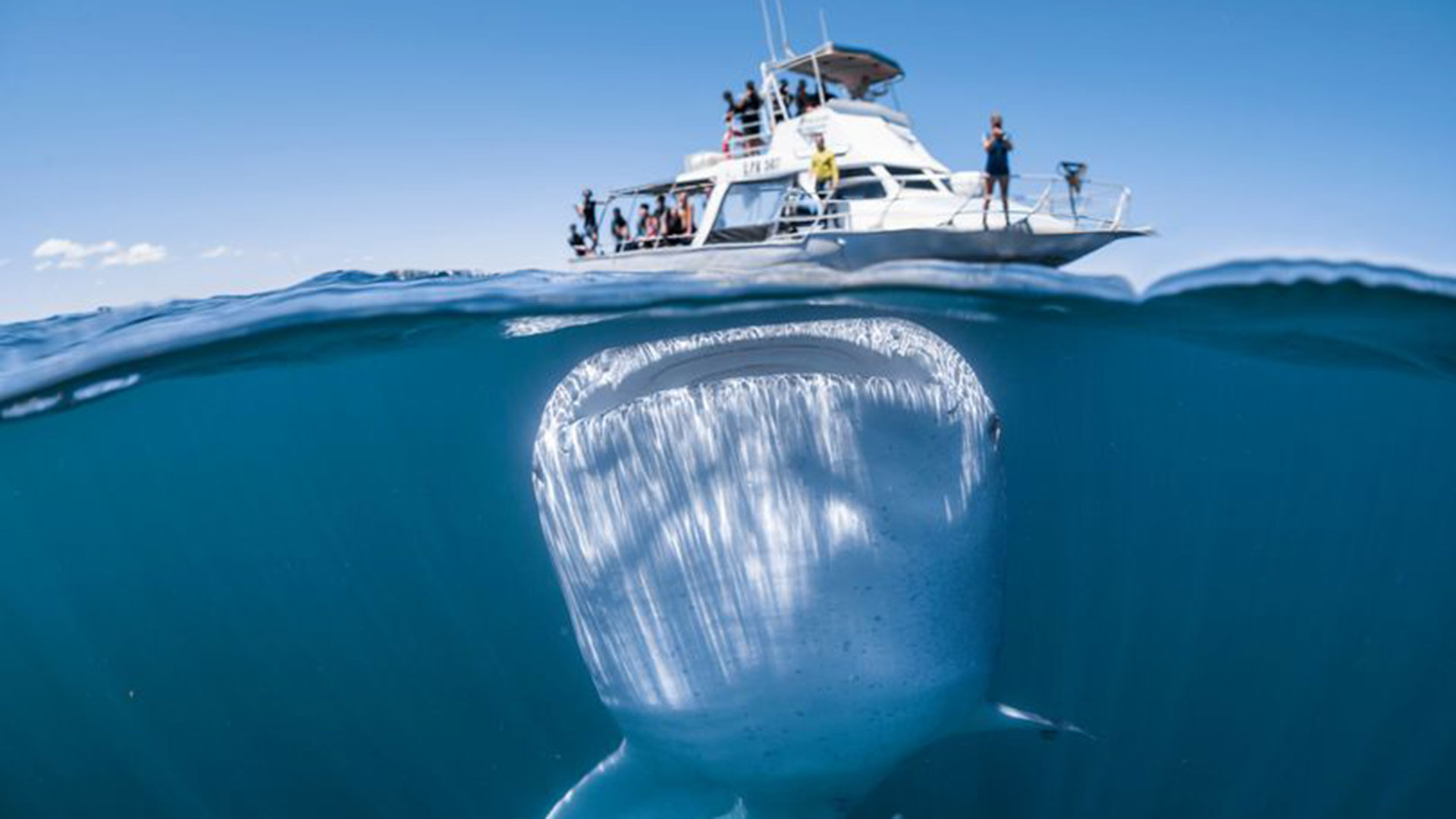 ¡Tiburón! ¡Gigante! La imagen única captada por un fotógrafo bajo el agua a un pequeño barco con turistas
