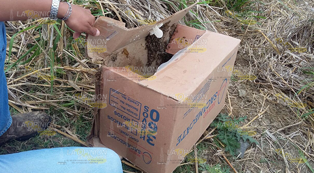 Exhortan a no destruir enjambres de abejas