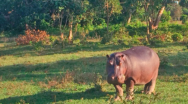 "Tyson el hipopótamo", se está adaptando a su nuevo hogar en zoológico de Orizaba