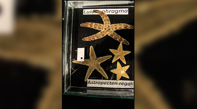 Identifican seis especies de estrellas de mar en ofrendas del Templo Mayor de Tenochtitlan