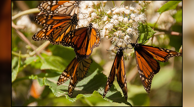 Cada vez son menos las mariposas monarca que migran a México, y al parecer es culpa de los huracanes