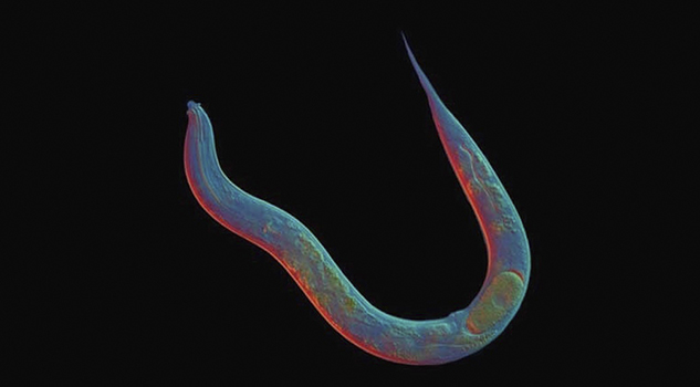 Científicos inyectan lombrices parásitas a voluntarios para encontrar la cura a la esquistosomiasis