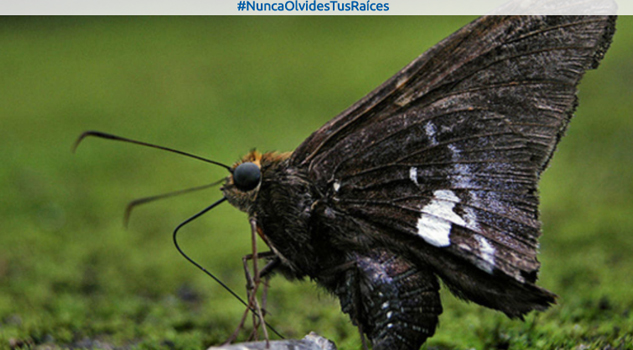 Mariposa Anunciadora de la Muerte