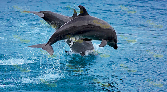 Rechazan permiso de captura de delfines