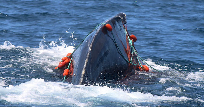 Buzos mexicanos salvan a ballena atrapada en una malla en las costas de Baja California Sur