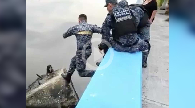 Policía federal salva a un perro de ahogarse en aguas residuales