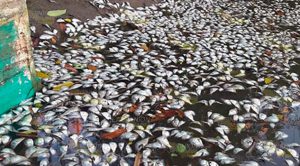 Se Agrava Contaminación Río Tancochín