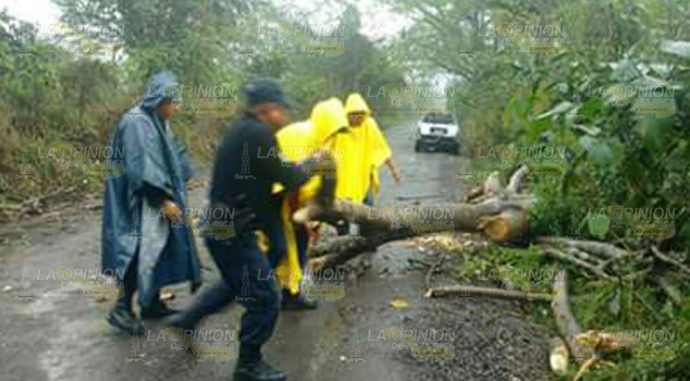Cae árbol sobre la carretera a Tancoco