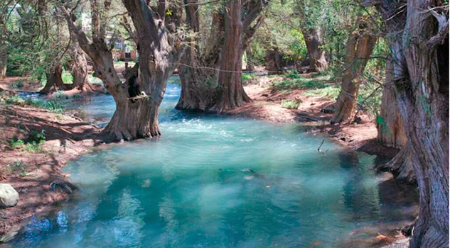 Buscan preservar árboles de ahuehuete