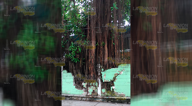 Árbol Colapsar Barda