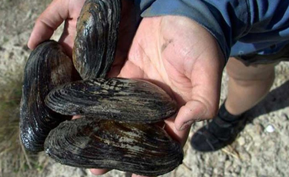 Crisis de opiáceos en EU pega hasta los... mejillones