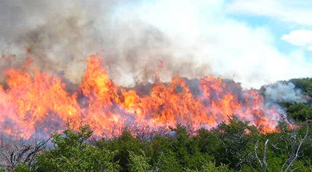 Reporta Conafor Disminución Incendios Forestales Veracruz