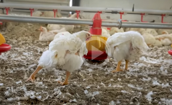 Investigación revela la crueldad y la suciedad de la industria del pollo en México (VIDEO EXPLÍCITO)
