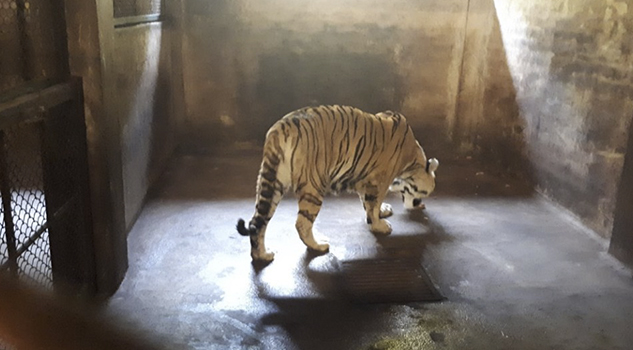 Aseguran 54 animales de Zoológico por maltrato