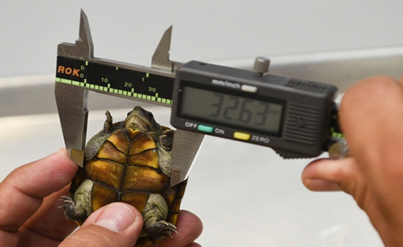 Descubren nueva tortuga en México… ya es especie amenazada