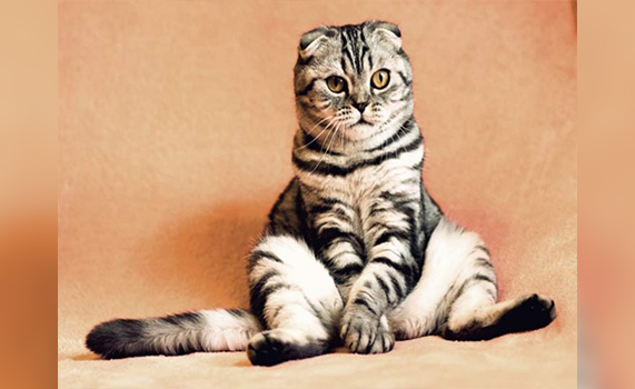Mata a más de mil gatos y vende su carne como alimento