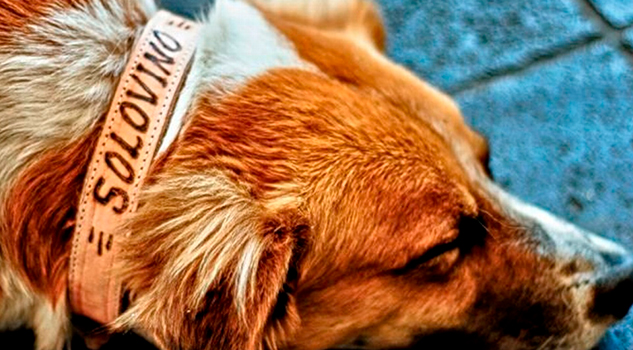 Animalistas denuncian redadas y sacrificio de perros en Perote Animalistas Denuncian Redadas Sacrificio Perros Perote