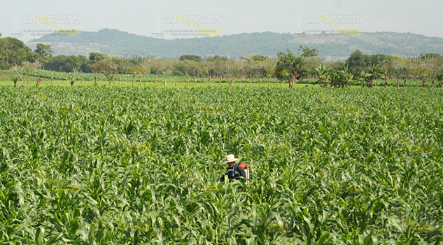 Campesinos a la espera de numerosos proyectos Campesinos A La Espera Numerosos Proyectos