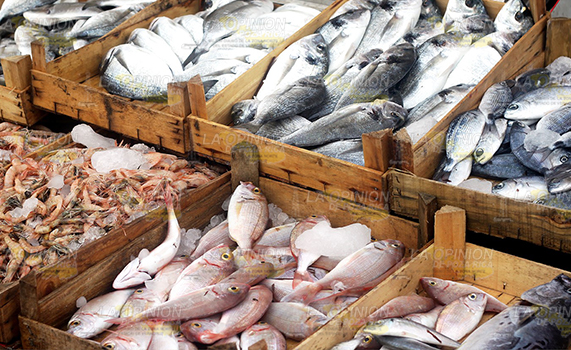 Inspección sanitaria a pescado y marisco