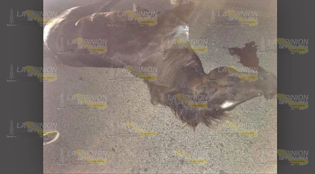 Encontronazo entre un taxi y el citado semoviente, dejó daños materiales y el equino muerto