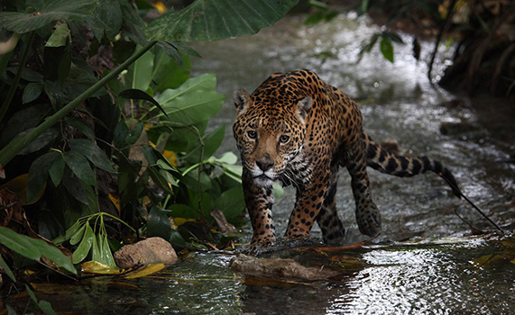 En México hay 4,800 ejemplares de jaguar en vida silvestre, su población ha aumentado 20% en ocho años