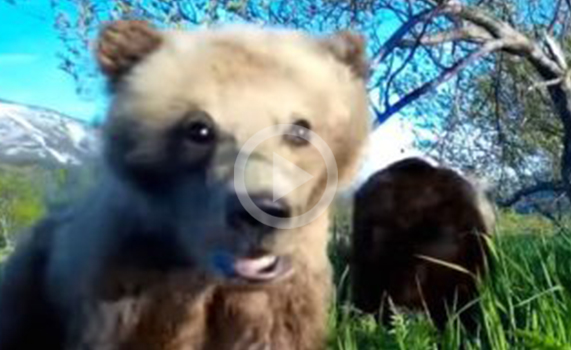 Un osezno se toma un tierno VIDEO selfie en Rusia y arrasa en la red