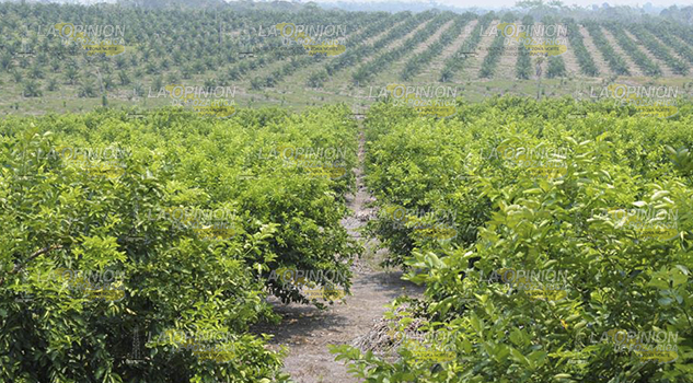 Esperan baja producción debido a la sequía