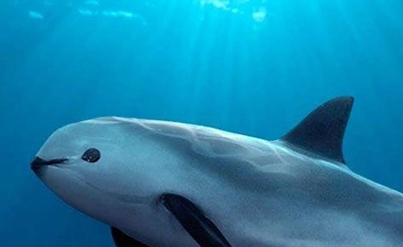 Pronto le diremos adiós a la vaquita marina, México anuncia que no pueden salvarla