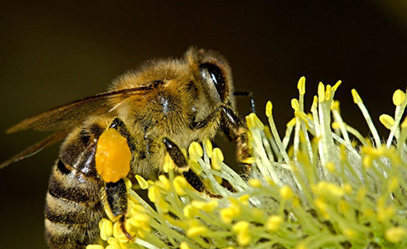 'Último refugio' de abejas en EU, en peligro...