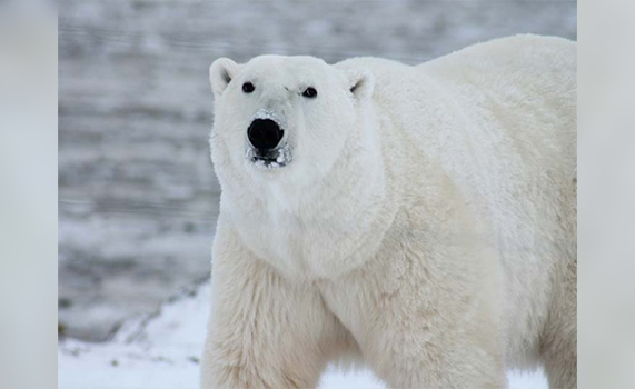 Oso polar mata a hombre que defendió a sus hijos