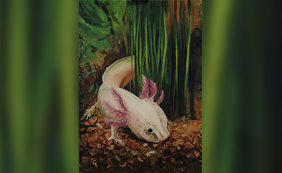 El Axolotl para los Mexicas